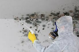 Professional Mold Prevention & Removal  in Oak Grove Heights, AR